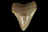Sharply Serrated, Fossil Megalodon Tooth #123954-1